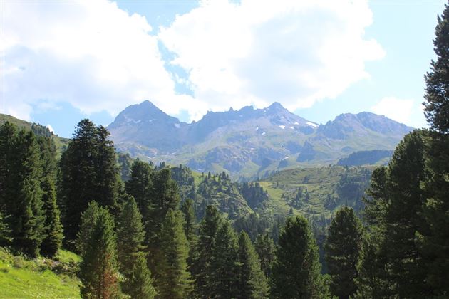 Der Lizumer Zirbenweg - Zirmweg - zur Lizumer Hütte