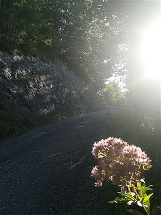 Tour - Thaurer Alm